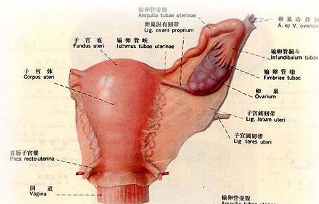 卵巢早衰